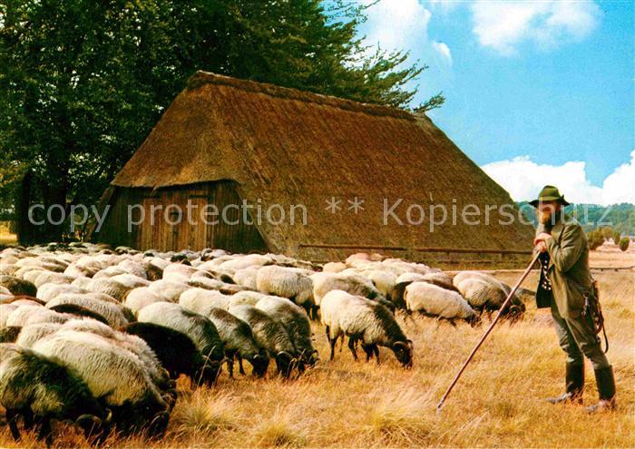 Schafe Hirte Lüneburger Heide Schafstall