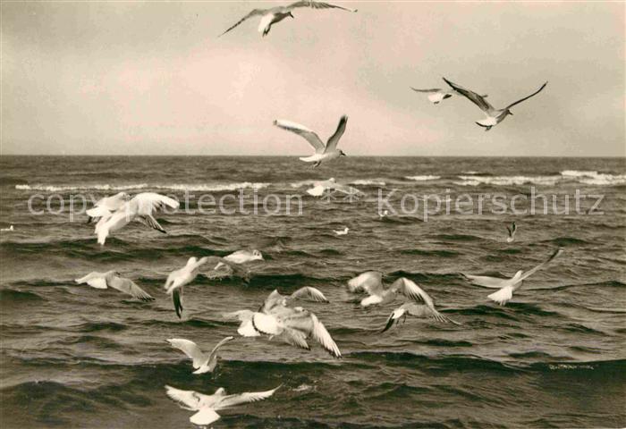 Moewen Ostsee Bezirk Rostock