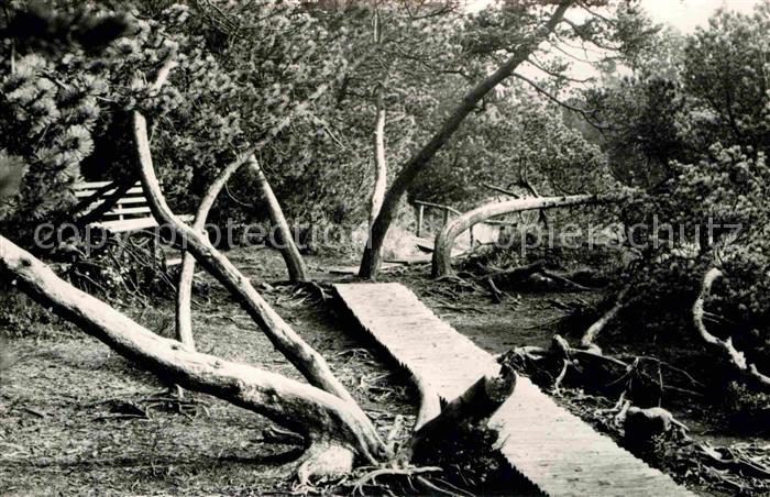 Georgenfeld Georgenfelder Hochmoor