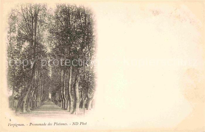 Perpignan Promenade de Platanes