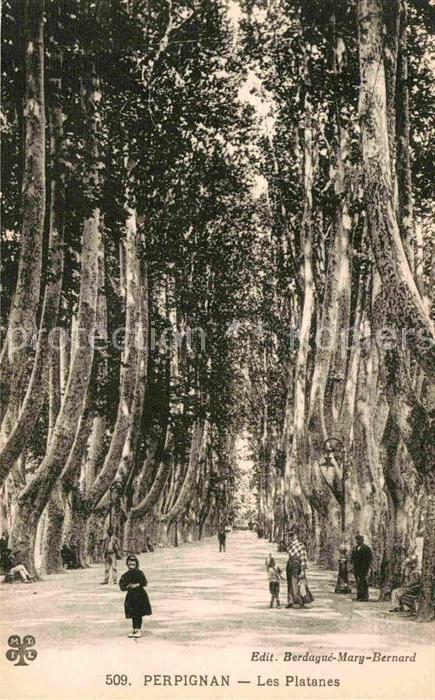 Perpignan Les Platanes