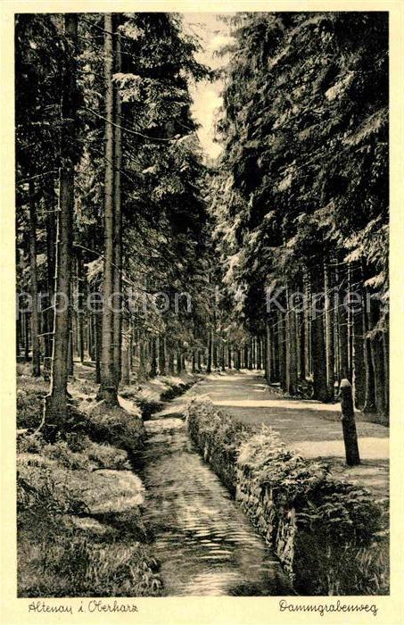 Altenau Harz Dammgrabenweg Waldpartie