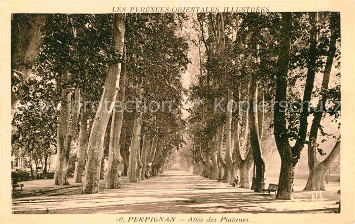 Perpignan Allee des Platanes