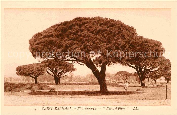 Saint-Raphael Var Pins Parasols
