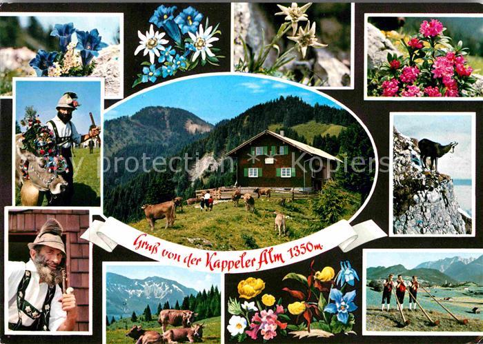 Nesselwang Allgaeu Bayern Kappeler Alm Alpenflora Gemse Hornblaeser Trachten Al