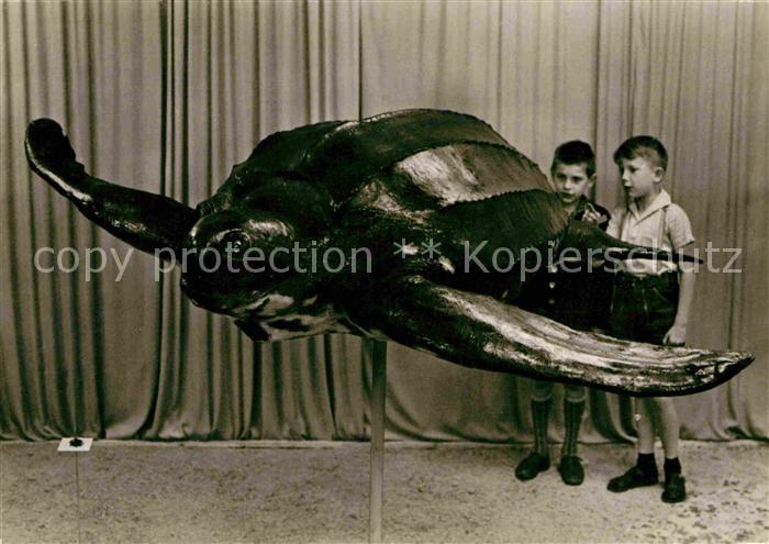 Stralsund Mecklenburg Vorpommern Meereskundliches Museum Lederschildkroete