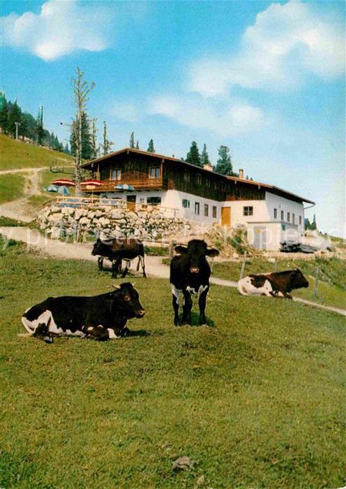 Bergen Chiemgau Berggasthof oeder Kaser Bruendlingalm Almgasthaus Almvieh Kuehe