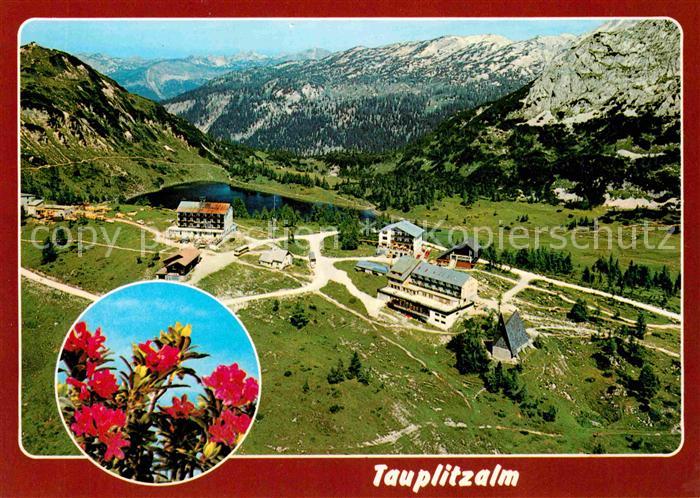 Tauplitzalm Sommerfrische Alpenpanorama Alpenflora