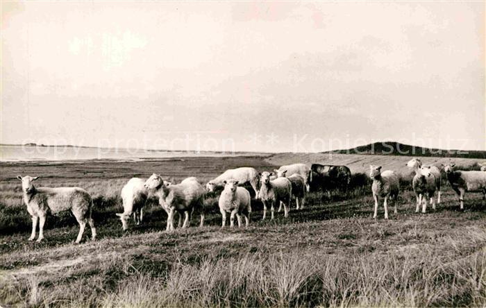 Schafe Nordseeinsel Sylt