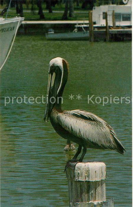 Voegel Birds Oiseaux Uccelli Pajaros-- Brown Pelican Everglades National Park Fl