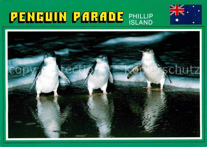 Pinguin Fairy Penguins Summerland Beach Philipp Island Victoria Australia