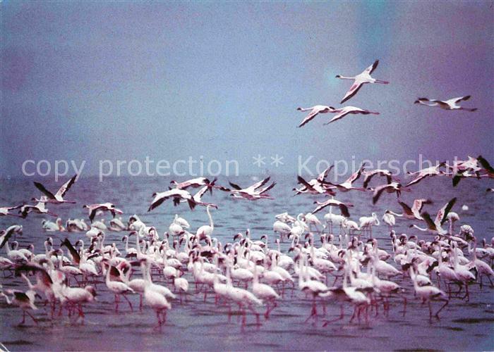 Flamingo Lake Nakuru Kenia