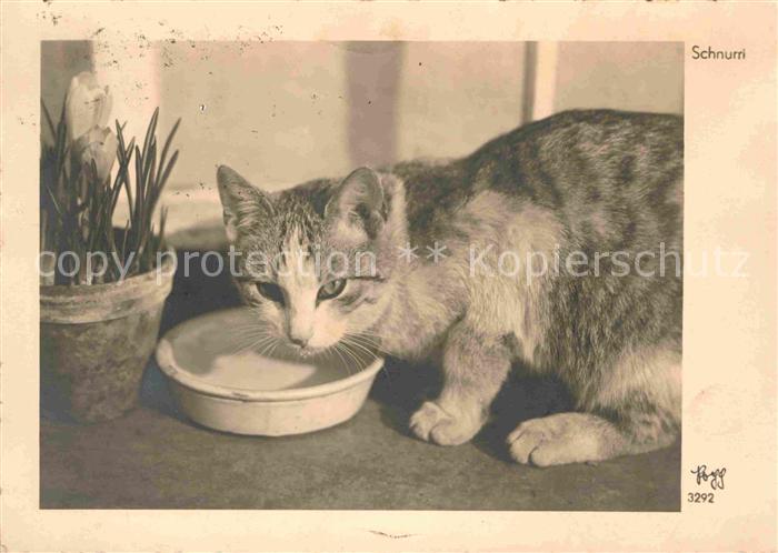 Foto Popp Nr. 3292 Katze Schnurri