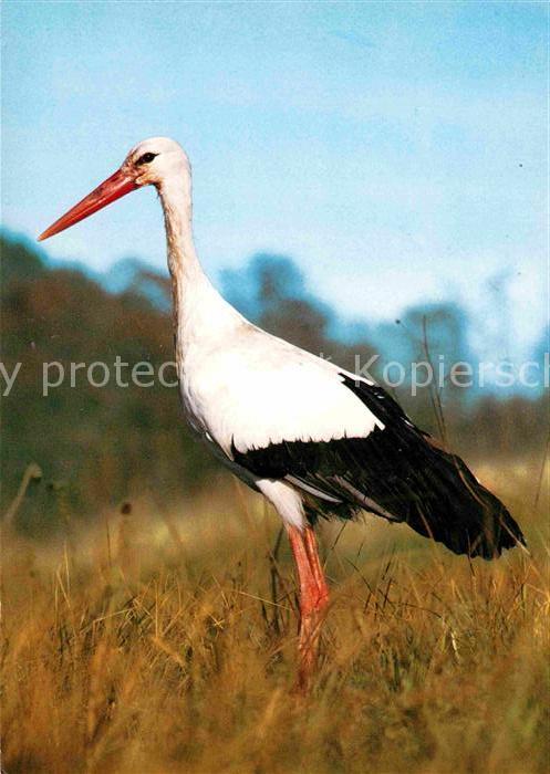 Storch Cicogne Stork
