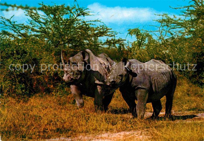Nashorn Rhino Africa