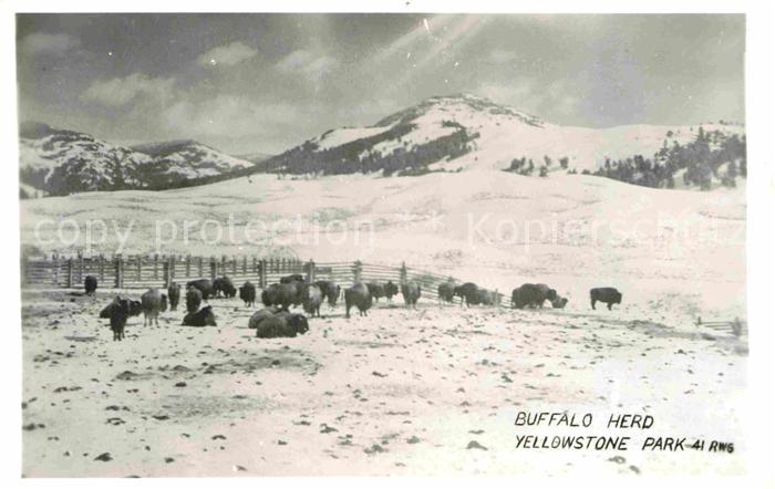 Yellowstone National Park Buffalo Herde im Winter