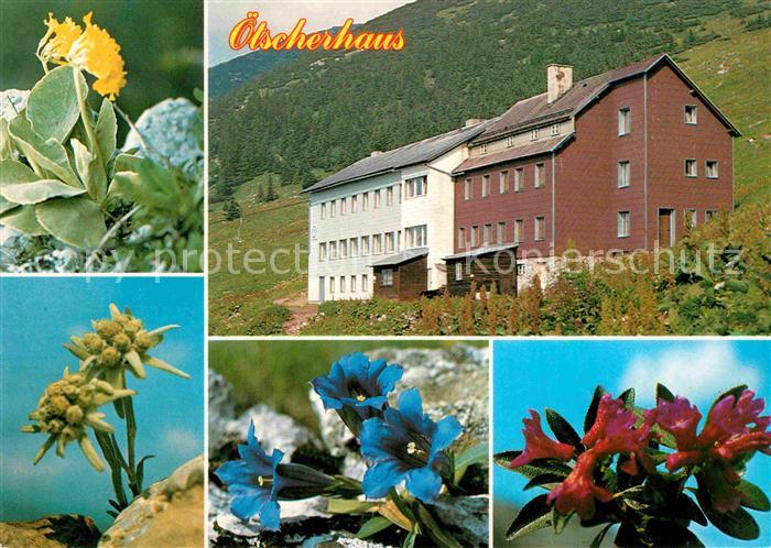 Lackenhof Gaming oetscherhaus Alpenflora