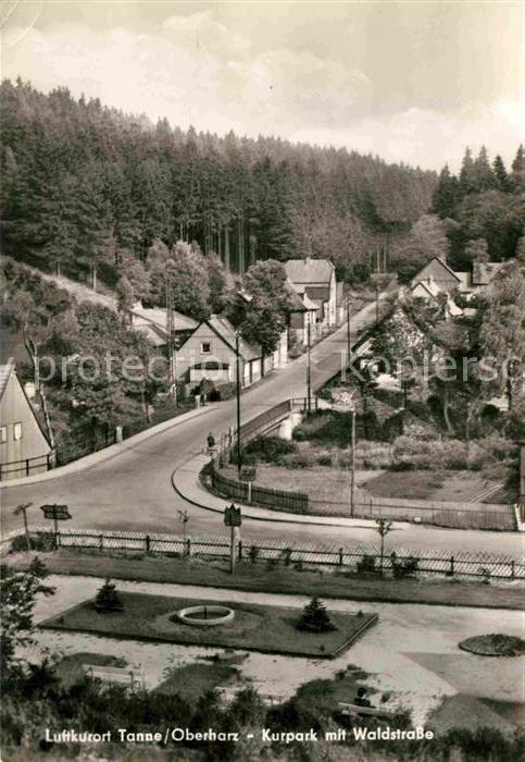 Tanne Harz Kurpark mit Waldstrasse