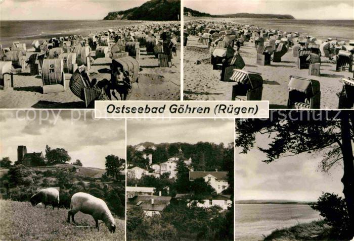 Goehren Ruegen Strand Schafe