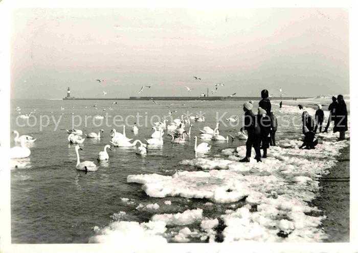 Warnemuende Ostseebad Winterfuetterung am Strand Mole Leuchtturm Schwaene Moewen