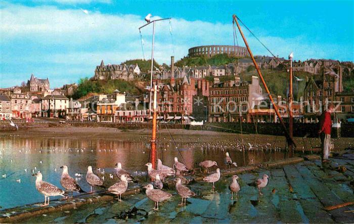 Oban Harbour Hafen Moewen