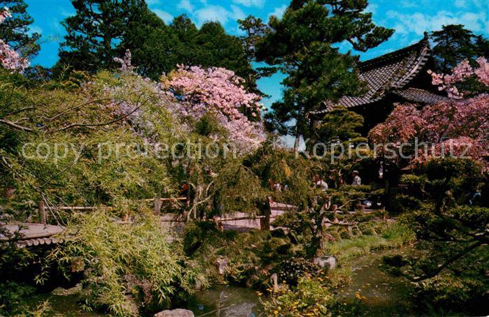 Willow Creek California Cherry Blossoms and Pool inside the Japanese Tea Garden