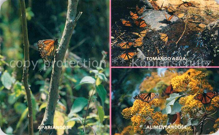 Schmetterlinge Mariposa Monarca Michoacan Mexico Toman