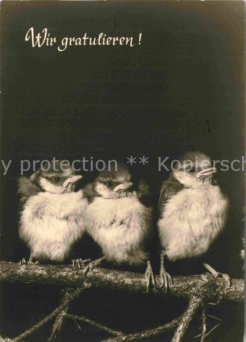 Voegel Birds Oiseaux Uccelli Pajaros-- Glueckwunsch