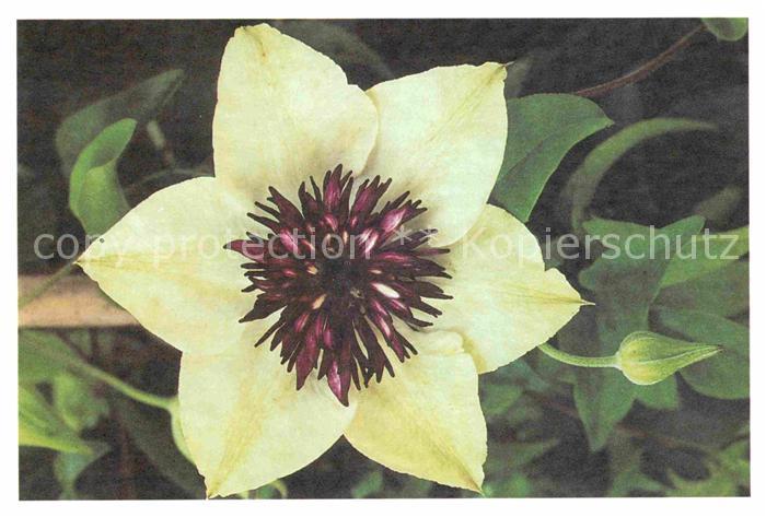 Blumen Foto Willemse