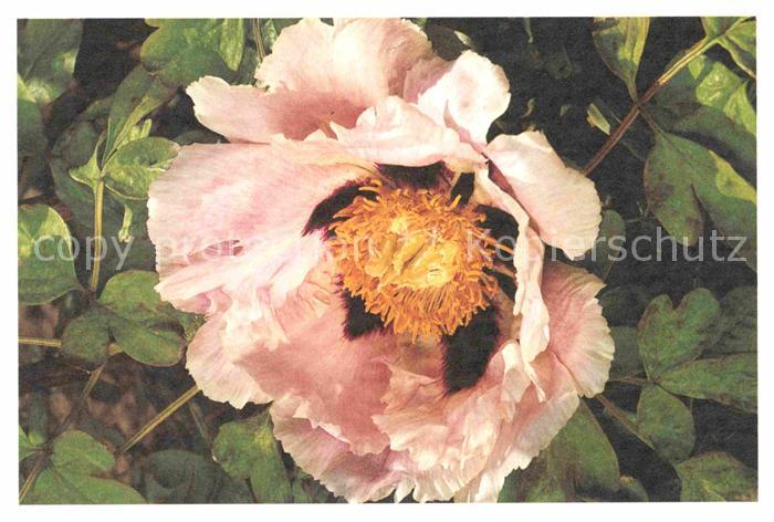 Blumen Foto Willemse