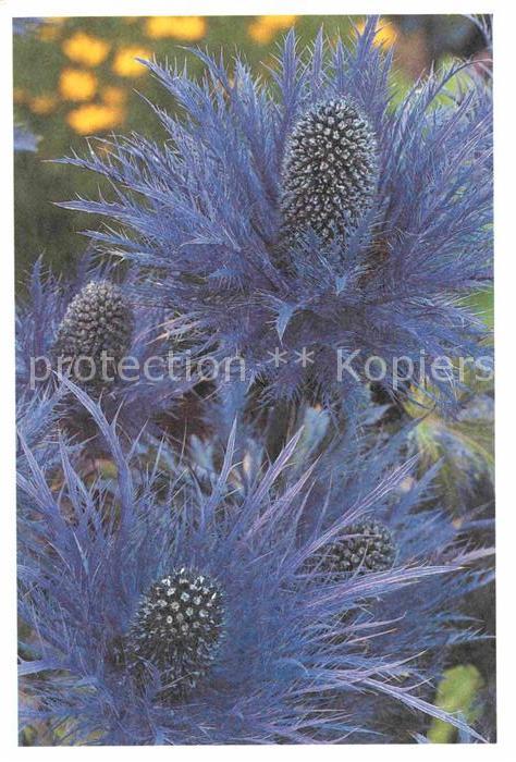 Blumen Foto Willemse
