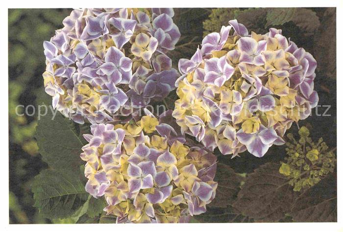 Blumen Foto Willemse