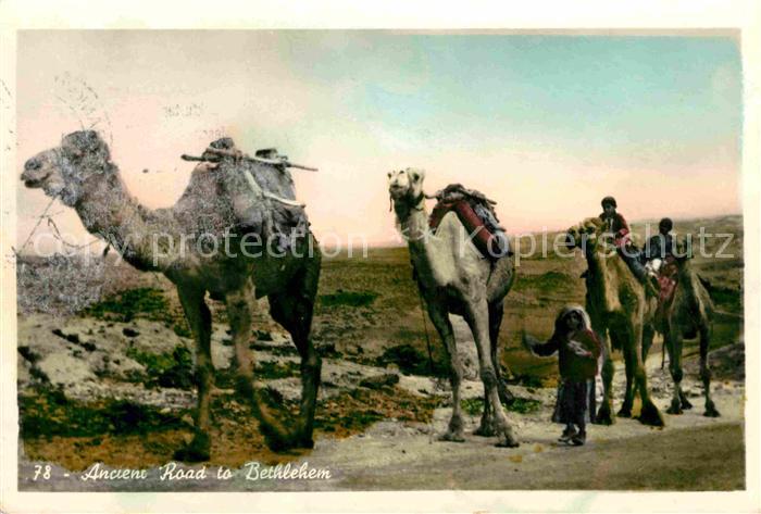 Kamel  Camel Chameau Ancienne route a Bethleem