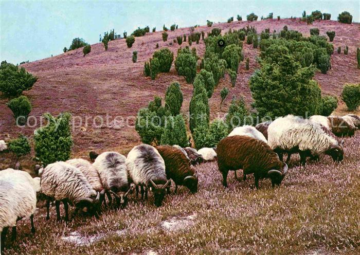 Schafe Heidschnucken Lüneburger Heide Heidelan