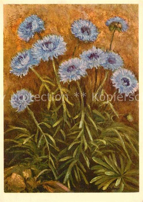 Kuenstlerkarte Jean Zeltner Campanulaceae Ausdauernde Jasione