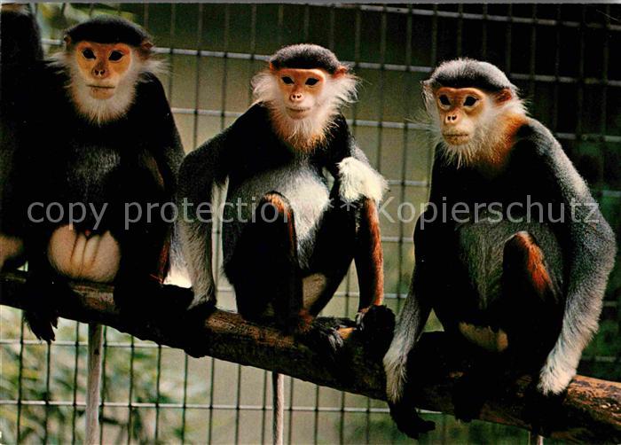 Affen Kleideraffe Zoo Basel