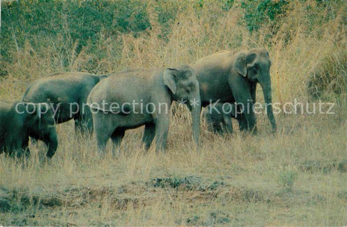 Elefant Indian Elephants Periyar Tiger Reserve Kerala