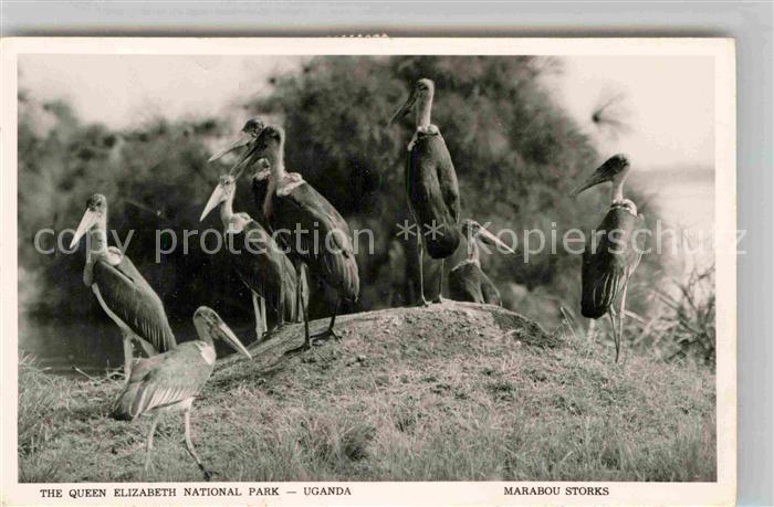 Voegel Birds Oiseaux Uccelli Pajaros-- Marabou Storks Queen Elizabeth National P