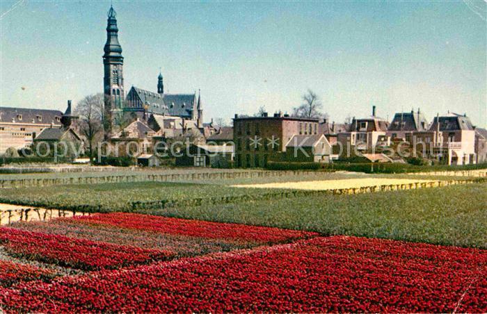 Baarn de Bloemenvelden in bloei Blumenfelder Ansicht mit Kirche