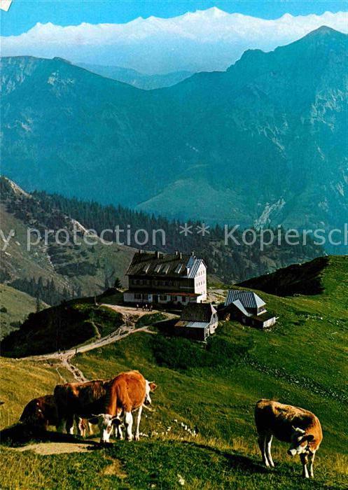 Rotwandhaus Panorama Blick gegen Hohe Tauern Venediger Almvieh Kuehe