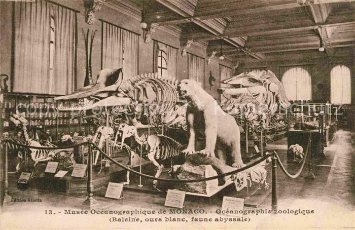 Tiere Musee Oceanographique Monaco Ours Blanc Baleine Faune