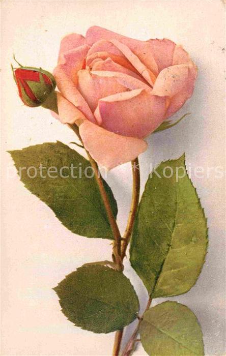 Rosen