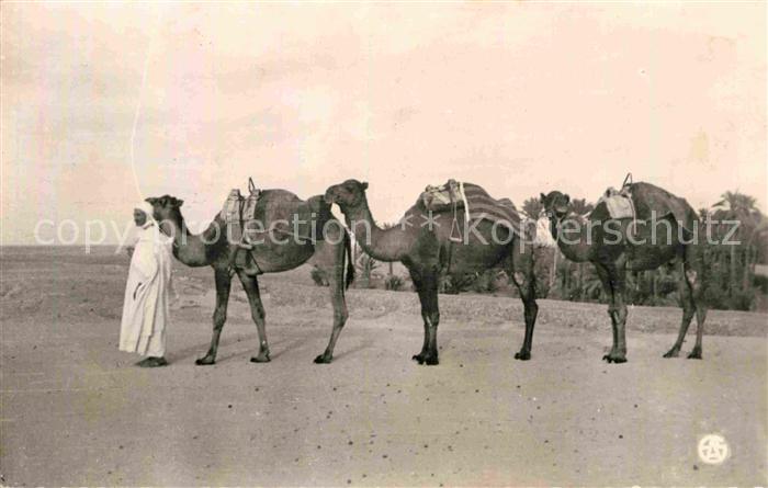 Kamel  Camel Chameau Depart d une Caravane Afrique du Nord