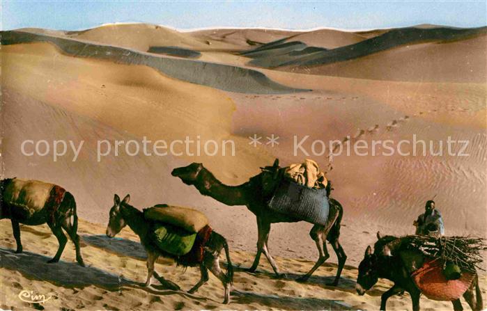 Scenes et Types Nr. 194 Dans les Dunes Maroc Kamel Esel