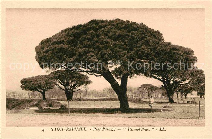 Saint-Raphael Var Pins Parasols Pinienwald