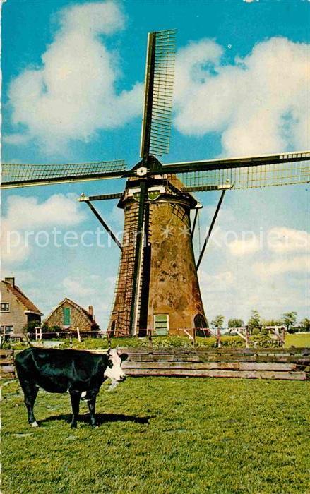 Niederlande Hollandse Molen Hollaendische Muehle Kuh