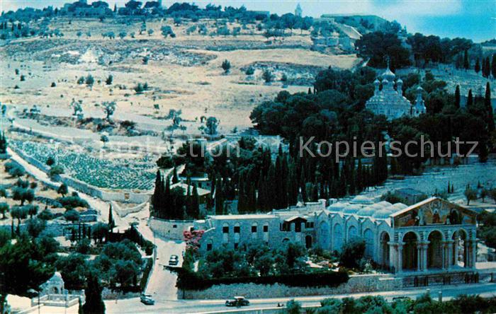 Jerusalem Yerushalayim Gethsemane oelberg