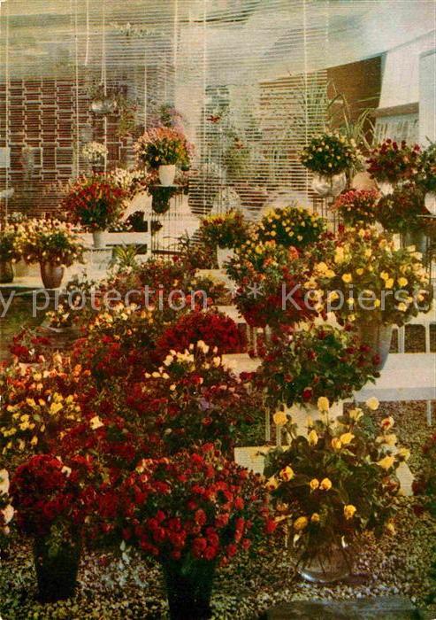 ERFURT  CITY Internationale Gartenbauausstellung Rosenschau