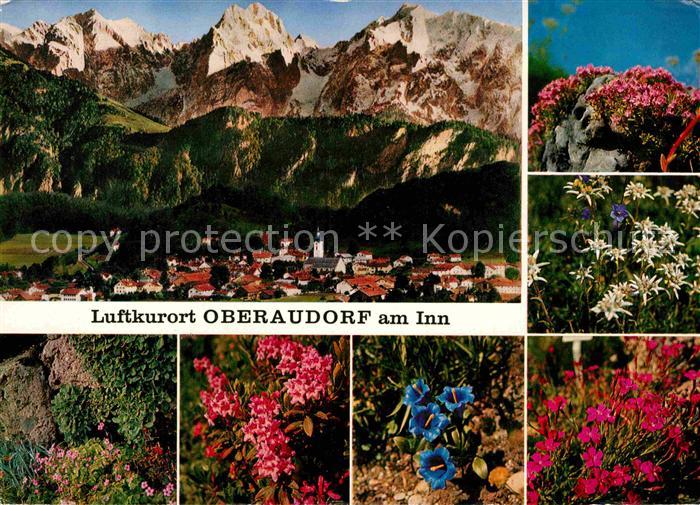 Oberaudorf Berge Enzian Edelweiss Azaleen