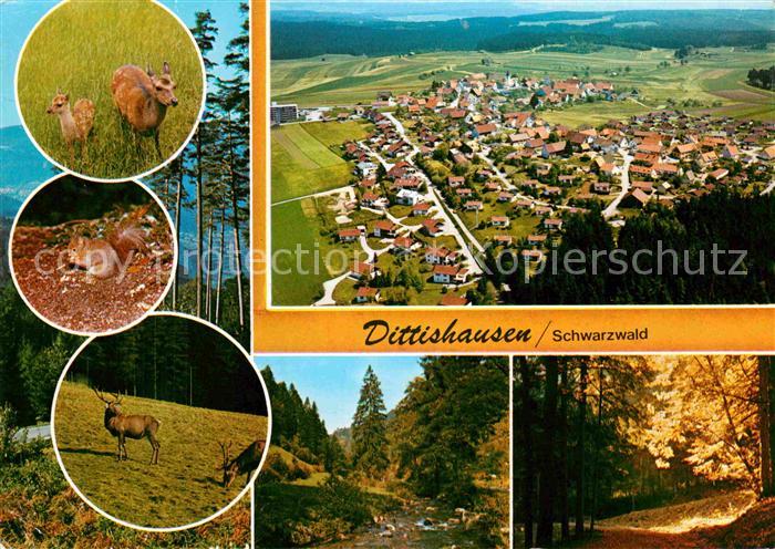 Dittishausen Fliegeraufnahme Wild